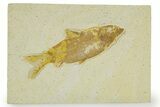 Detailed Fossil Fish (Knightia) - Wyoming #363889-1